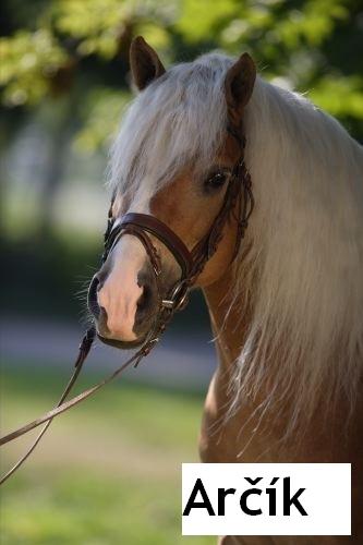 Haflinger.JPG